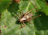 Dark bush cricket - David Longshaw